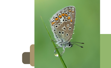 Wystawa fotografii autorstwa Joanny Skórko-Glonek pt. ,,Z lupą wśród traw"  