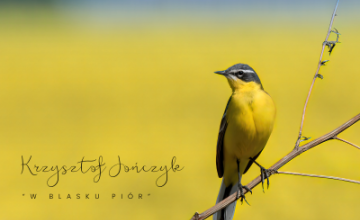 Plenerowa wystawa fotograficzna „W blasku piór” autorstwa Krzysztofa Jończyka