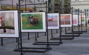 fotografii Damiana Stopczyńskiego "Wokół miasta" (5)
