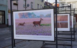 fotografii Damiana Stopczyńskiego "Wokół miasta" (6)