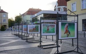 fotografii Damiana Stopczyńskiego "Wokół miasta" (7)