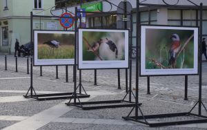 fotografii Damiana Stopczyńskiego "Wokół miasta" (6)