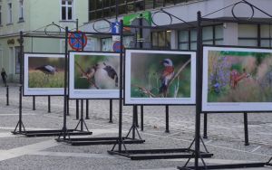 fotografii Damiana Stopczyńskiego "Wokół miasta" (7)