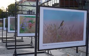 fotografii Damiana Stopczyńskiego "Wokół miasta" (8)