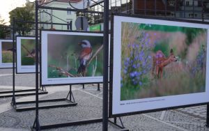 Wystawa plenerowa fotografii Damiana Stopczyńskiego "Wokół miasta" (1)