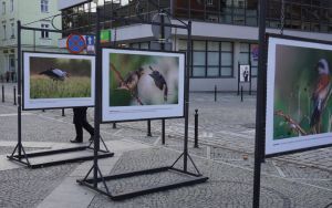 Wystawa plenerowa fotografii Damiana Stopczyńskiego "Wokół miasta" (4)